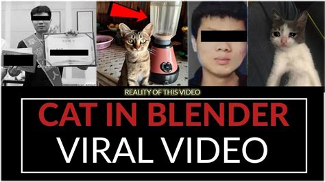 cat in a blender twitter|Animal abuse videos go viral on Twitter, raising concerns